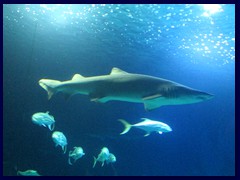 L'Oceanogràfic Oceanarium 032